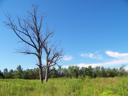 abgestorbene Bäume in einem Feld