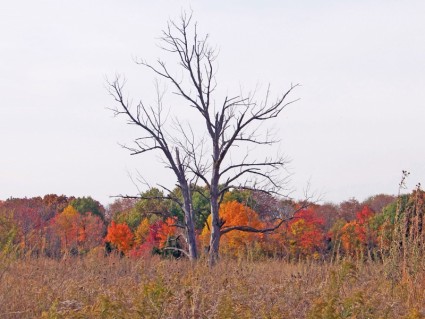 árboles muertos en el campo de otoño