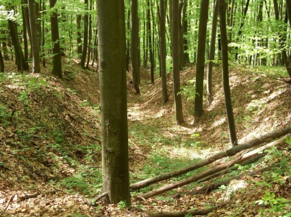 ربيع الغابات النفضية