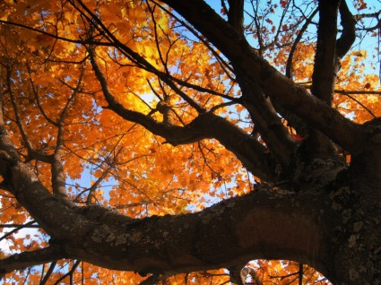 golden musim gugur daun pohon emas Oktober