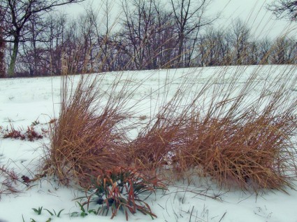 雪中的裝飾草