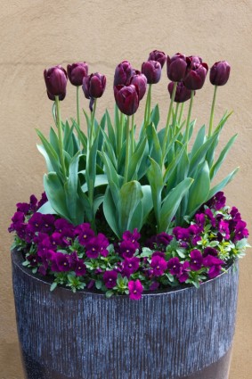 bunga-bunga ungu gelap dalam pot