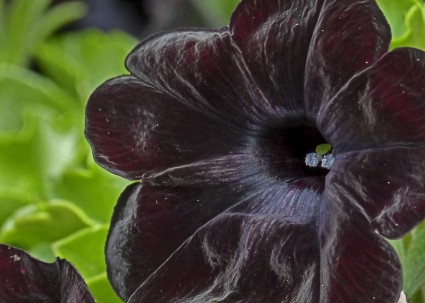 fiore nero nero rosso intenso