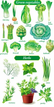 精緻的綠色蔬菜向量