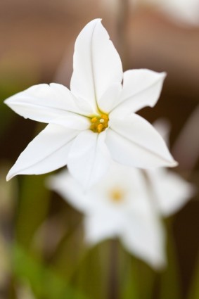 delicada flor branca