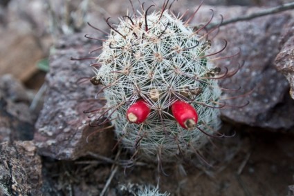 kaktus pustynny