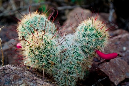 cactus du désert