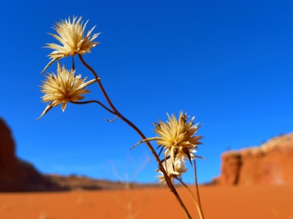 砂漠の花風景
