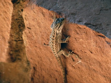 animal de lagarto iguana do deserto