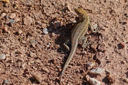 vida selvagem de lagarto iguana do deserto