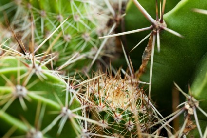 Detail der Kaktus
