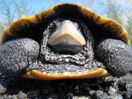 Diamondback terrapin tartaruga
