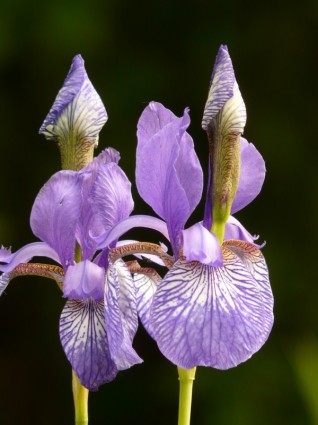 verschiedene farbige Iris Iris Pflanze