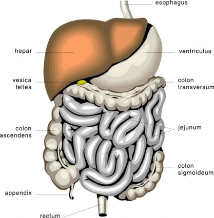 ClipArt mediche diagramma di organi digestivi