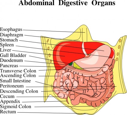 ClipArt mediche diagramma di organi digestivi