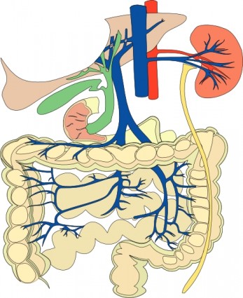 image clipart diagramme médical organes digestifs