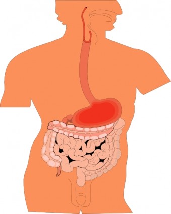 Digestive Organs Medical Diagram Clip Art