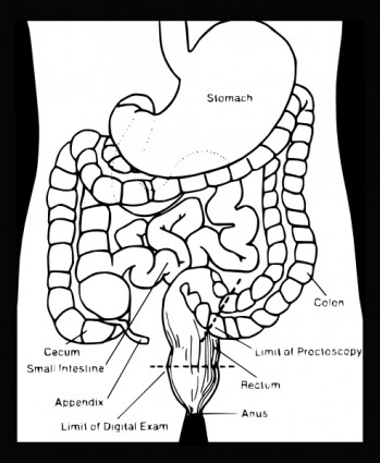 système digestif clipart