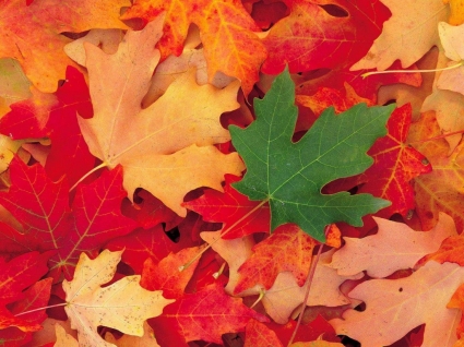 迪克西国家森林犹他州壁纸秋天性质