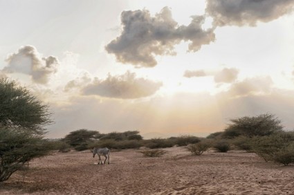 animal de zebra do Djibouti