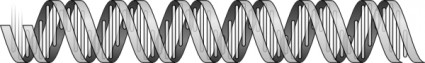 DNA heliks clip art