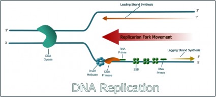 DNA-Replikation