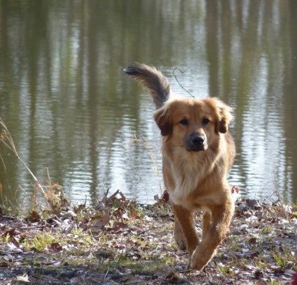 Hund am Teich