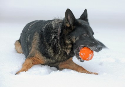 musim dingin anjing anjing