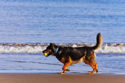 con chó trên bãi biển