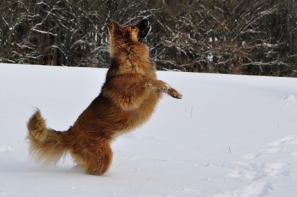 собака играть прыжок