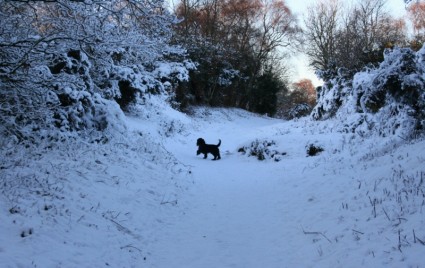 狗在雪地裡玩