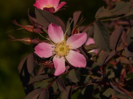Dog rose hagros hoặc hoang dã Hoa hồng màu hồng