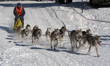cuộc đua chó musher