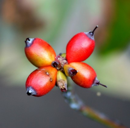Dogwood quả mọng màu đỏ hạt mùa thu berry