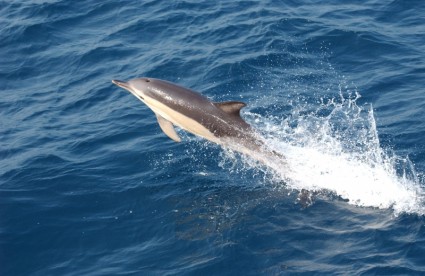 Delfino saltando nuoto