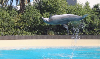 animale di mare delfino