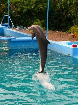 spettacolo di delfini