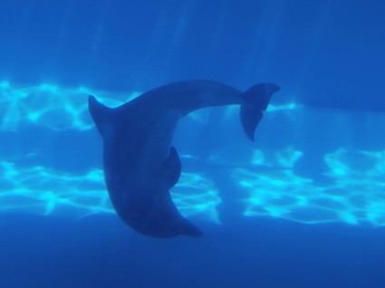 Delfino sott'acqua