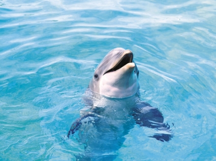 Delfin tapety zwierzęta delfiny