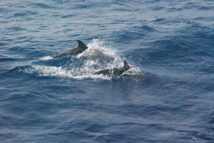 Delfino mammifero delfini