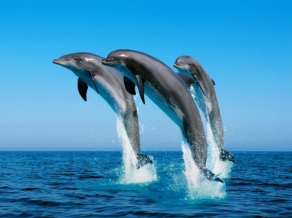 delfiny tapety zwierzęta delfiny