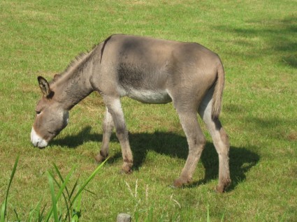 granja animal burro