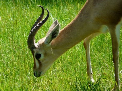 Dorcas gazelle Gazela pustynia zwierząt