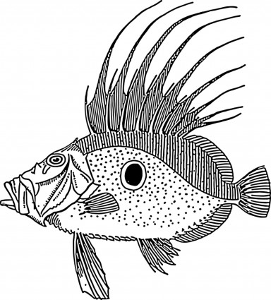 Dory-Fisch
