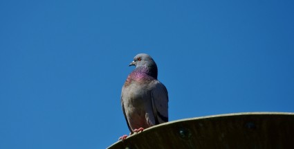 животное голуби голубь
