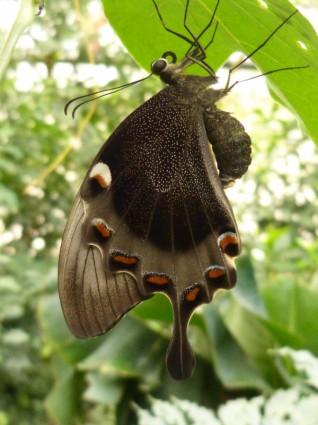 insetto farfalla a coda di rondine