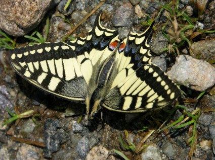 insetto farfalla a coda di rondine