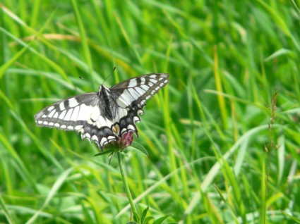 Kelebek swallowtail kelebek kırlangıç