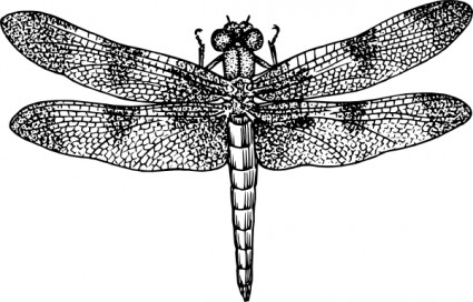 clip art de libélula