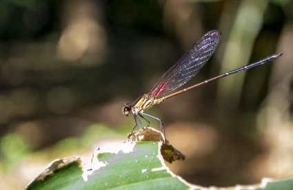 Dragonfly ephemeroptera serangga